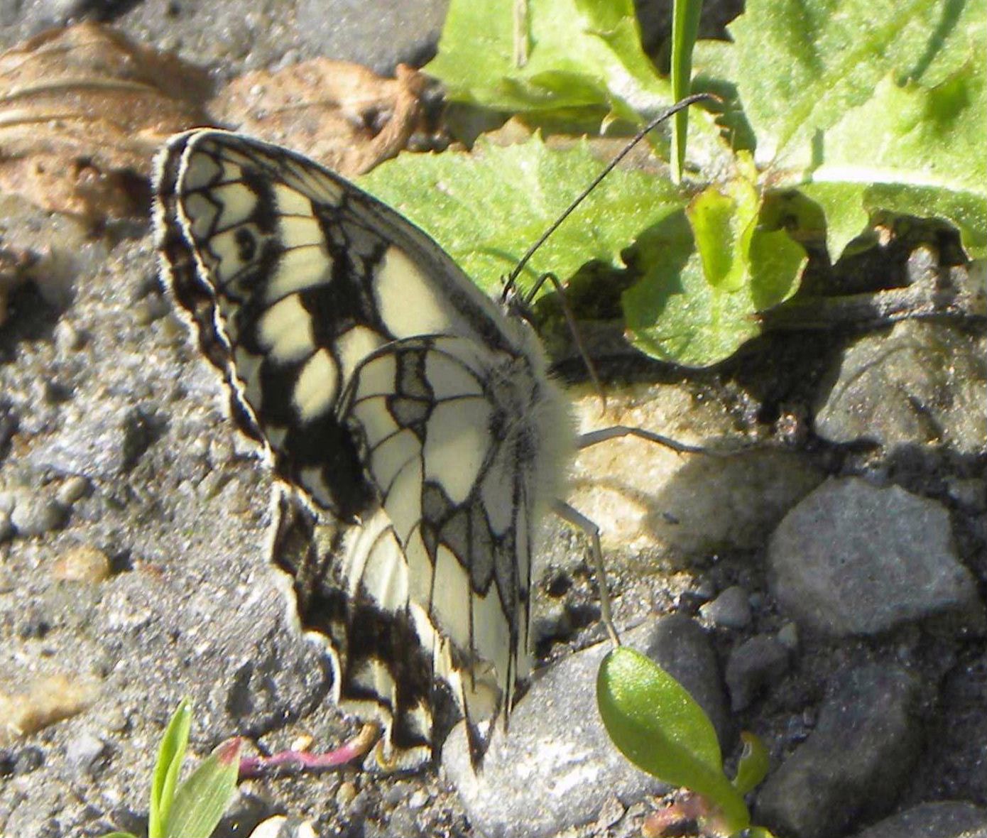 farfalla da determinare
